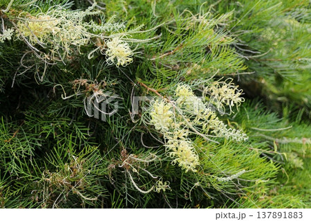 オーストラリアで見られるグレビレアの花 オーストラリアで見られるグレビレアの花 137891883