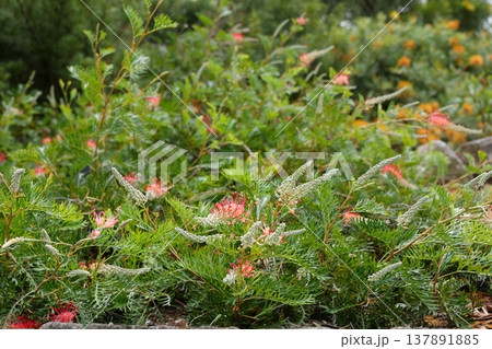 オーストラリアで見られるグレビレアの花 オーストラリアで見られるグレビレアの花 137891885