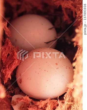 House Gecko Egg Clutch in Nest Material 137891916