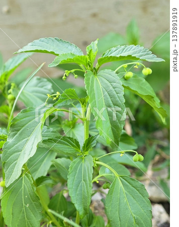 Lush green Acalypha indica plant with broad leaves and small immature fruits 137891919