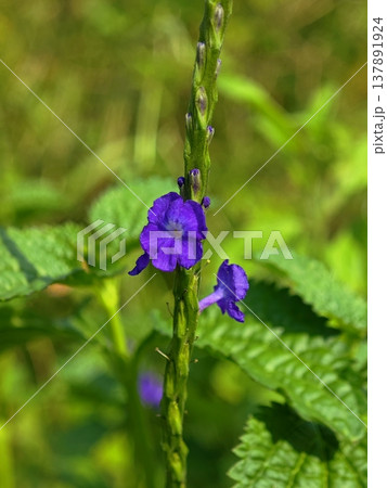 Vibrant purple porterweed flower blooming on a green stem in nature Vibrant purple porterweed flower blooming on a green stem in nature 137891924