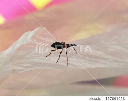 Small weevil insect on white plastic with blurred colorful background 137891928
