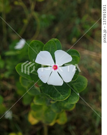 Vibrant white bright eyes flower with pink center surrounded by green leaves Vibrant white bright eyes flower with pink center surrounded by green leaves 137891931