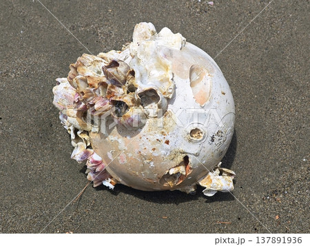 Ocean plastic debris covered in barnacles on a sandy shore Ocean plastic debris covered in barnacles on a sandy shore 137891936