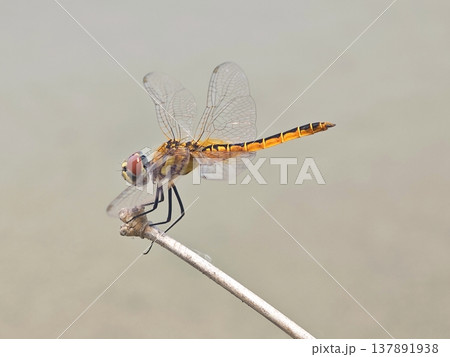 Vibrant dragonfly with intricate wings resting peacefully on a dry stem Vibrant dragonfly with intricate wings resting peacefully on a dry stem 137891938