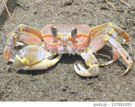 Close-up vibrant ghost crab on dark sandy beach environment 137891950