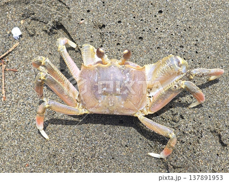 Ghost crab rests peacefully on dark sandy beach under bright sunlight Ghost crab rests peacefully on dark sandy beach under bright sunlight 137891953