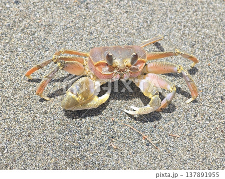 Ghost Crab on Sandy Beach in Natural Outdoor Environment Ghost Crab on Sandy Beach in Natural Outdoor Environment 137891955