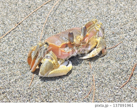 Small colorful ghost crab crawling on sunlit coarse beach sand surface Small colorful ghost crab crawling on sunlit coarse beach sand surface 137891961