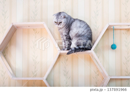 Grey Tabby Cat on Modern Honeycomb Furniture Grey Tabby Cat on Modern Honeycomb Furniture 137891966