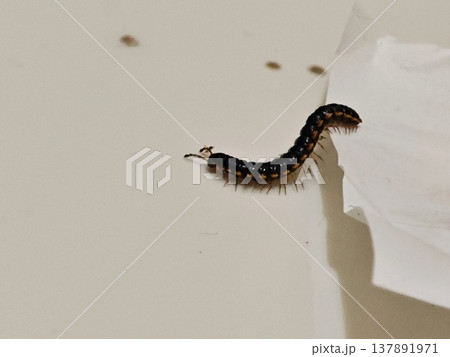 Striped Millipede Crawling on White Wall Surface with Textured Paper 137891971