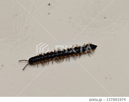 Close up of small dark brown millipede crawling on light surface Close up of small dark brown millipede crawling on light surface 137891974