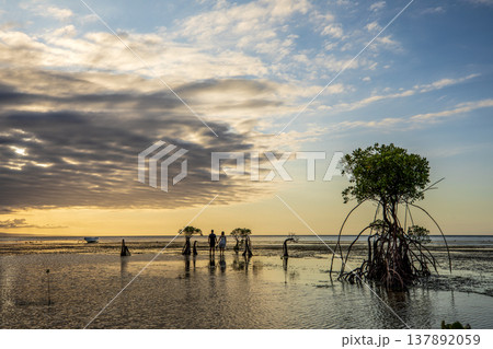 sunset on the sea and Mangrovr tree sunset on the sea and Mangrovr tree 137892059