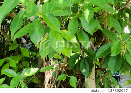 常緑広葉高木 クワ科ガジュマルの葉 常緑広葉高木 クワ科ガジュマルの葉 137892087