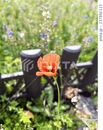 公園の花壇に植えられたナガミヒナゲシ 公園の花壇に植えられたナガミヒナゲシ 137892113