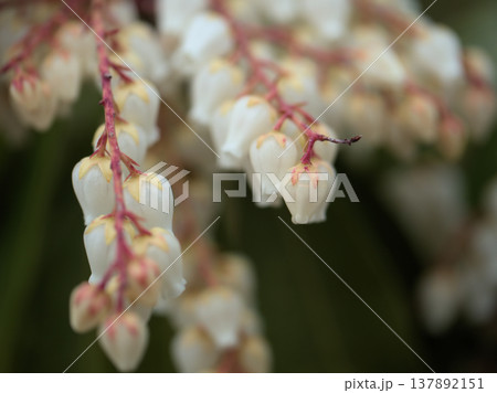 肌寒い3月に咲き始めた可愛らしい白いアセビ(馬酔木) 肌寒い3月に咲き始めた可愛らしい白いアセビ(馬酔木) 137892151