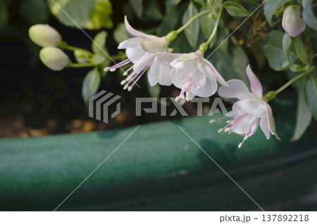 フクシア フクシア 137892218