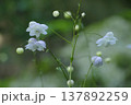 レンゲショウマ 137892259