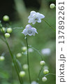 レンゲショウマ 137892261