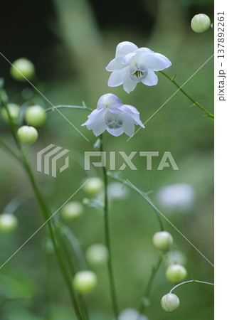 レンゲショウマ 137892261