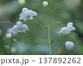 レンゲショウマ 137892262