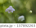 レンゲショウマ 137892263