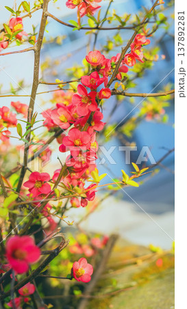 Chaenomeles flower blossoms on branch with red flowers in spring garden with sunlight soft bokeh and fresh leaves, natural floral background. Spring renewal, growth, nature bloom, floral season 137892281