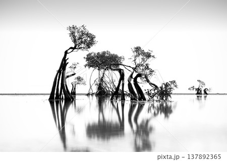 Beautiful tropical beach sea and ocean with mangrove tree on blue sky and white cloud 137892365