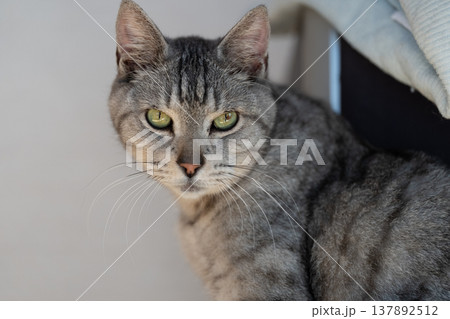 見つめる猫　サバトラ猫 137892512