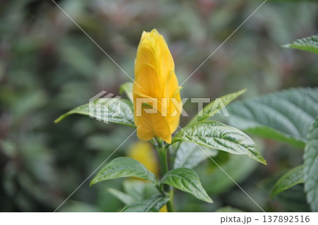 黄金蝦草 137892516