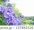 紫色の紫陽花の花 梅雨 137892526