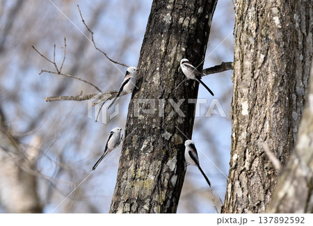 樹液を求めて 樹液を求めて 137892592