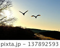 朝陽に舞うタンチョウ 137892593