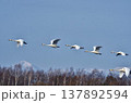 冬空を飛ぶ白鳥の群れ 137892594