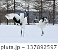 二羽で踊るタンチョウ 137892597