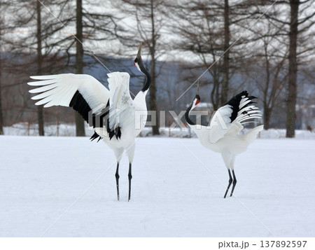 二羽で踊るタンチョウ 137892597