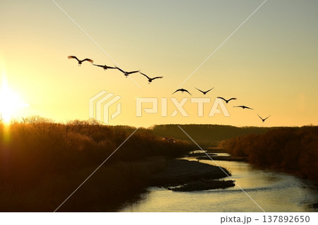 一斉に塒を飛び立つタンチョウ 一斉に塒を飛び立つタンチョウ 137892650