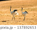 揃って叫ぶ丹頂鶴 137892653