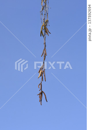 Common birch Common birch 137892694