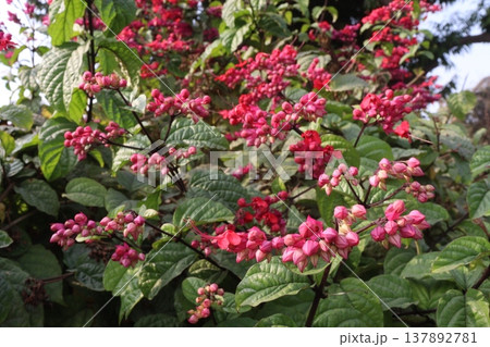 Bleeding heart vine or Flaming Glorybower flower and ornamental plant Bleeding heart vine or Flaming Glorybower flower and ornamental plant 137892781