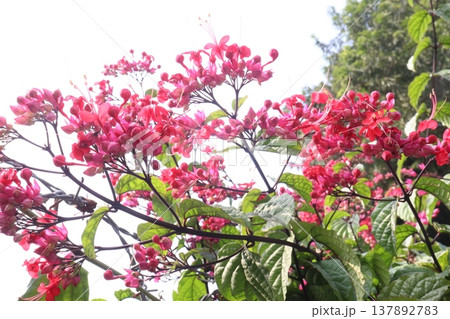Bleeding heart vine or Flaming Glorybower flower and ornamental plant 137892783