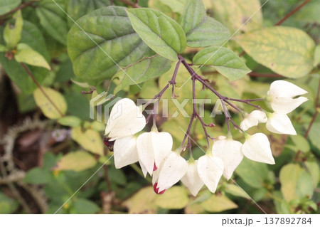 Bleeding heart vine or Flaming Glorybower flower and ornamental plant Bleeding heart vine or Flaming Glorybower flower and ornamental plant 137892784