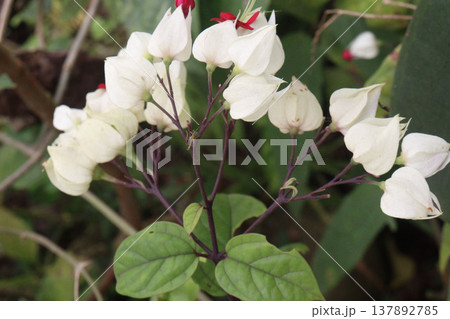 Bleeding heart vine or Flaming Glorybower flower and ornamental plant Bleeding heart vine or Flaming Glorybower flower and ornamental plant 137892785
