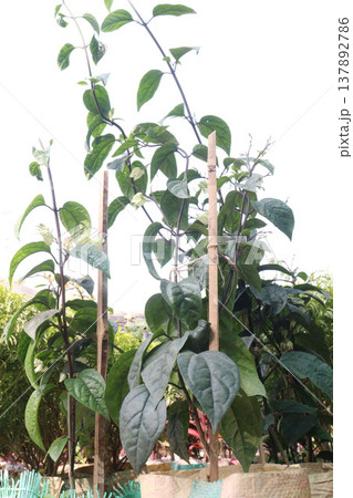 Bleeding heart vine or Flaming Glorybower flower and ornamental plant 137892786
