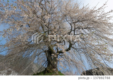 のどかな田舎に咲く満開の桜 のどかな田舎に咲く満開の桜 137892788