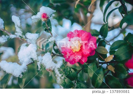 冬の庭で雪をかぶった鮮やかなピンク色の椿の花 137893081