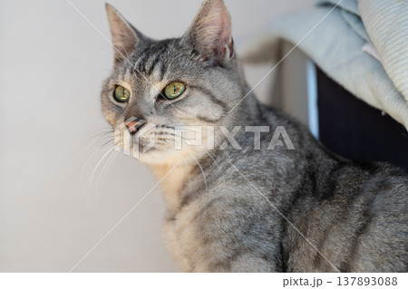 見つめる猫　サバトラ猫 137893088