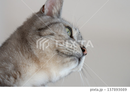 見つめる猫　サバトラ猫 137893089
