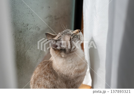 見つめる猫 シャムトラ猫 見つめる猫 シャムトラ猫 137893321