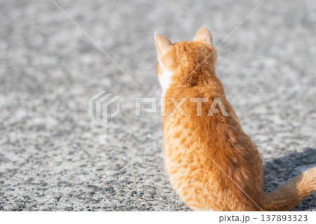 座っている子猫の後ろ姿 座っている子猫の後ろ姿 137893323